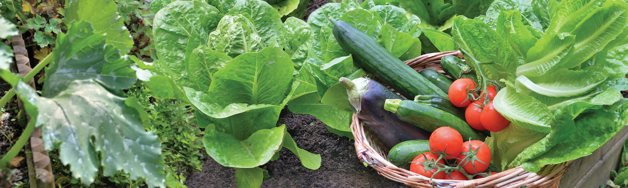 Des légumes faciles à cultiver dans le sud