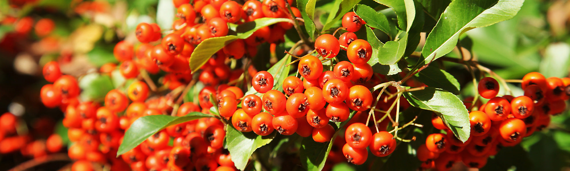 Buisson ardent Pyracantha