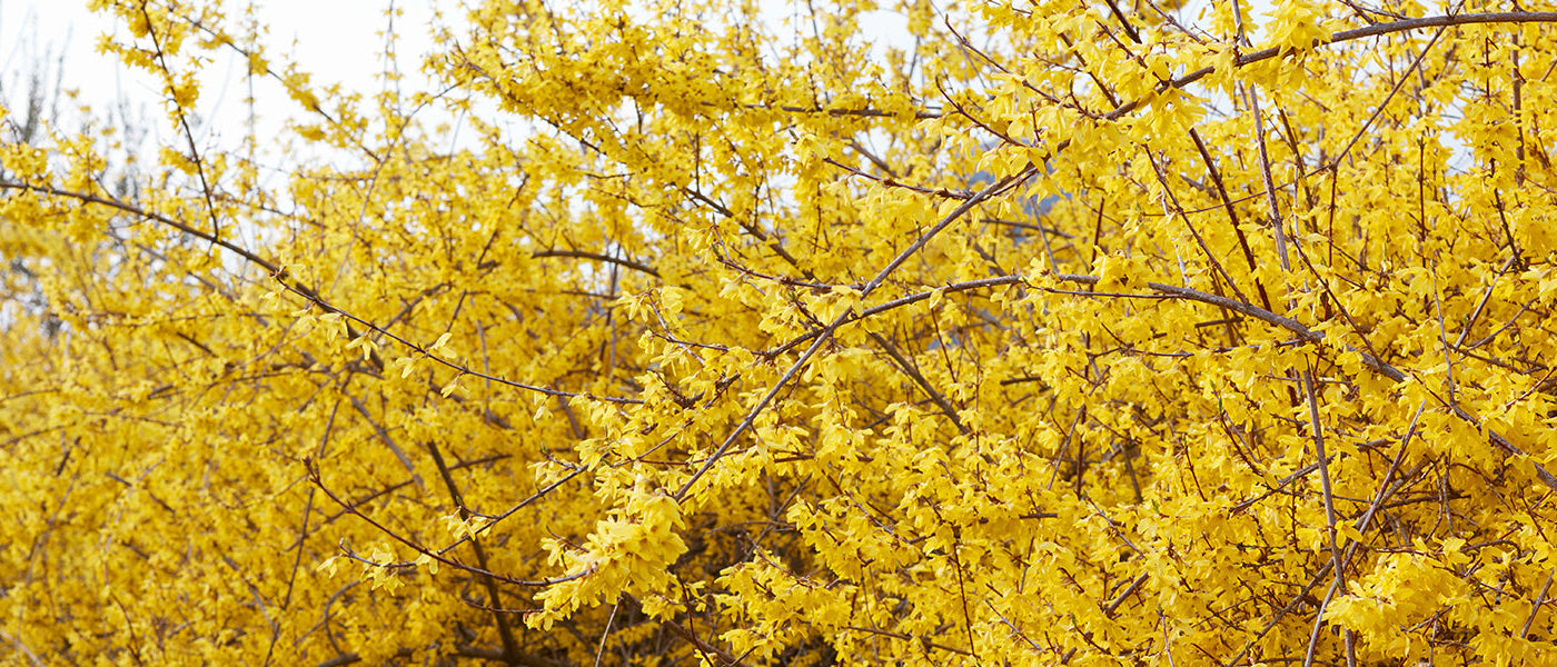 Forsythia pleureur - Forsythia suspensa