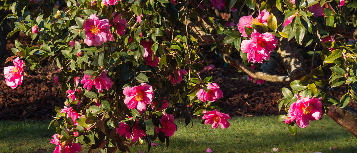 Camélia de Tsai - Camellia tsaii