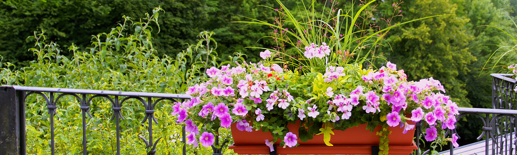 Composition d'une jardinière de fleurs : les bonnes associations