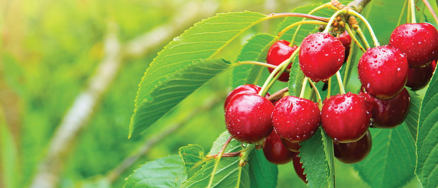 Cerisier