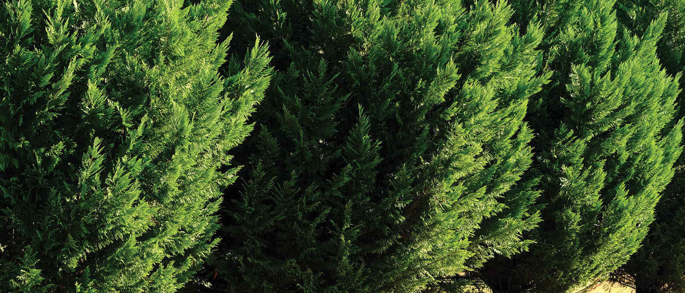 Cyprès toruleux - Cupressus torulosa