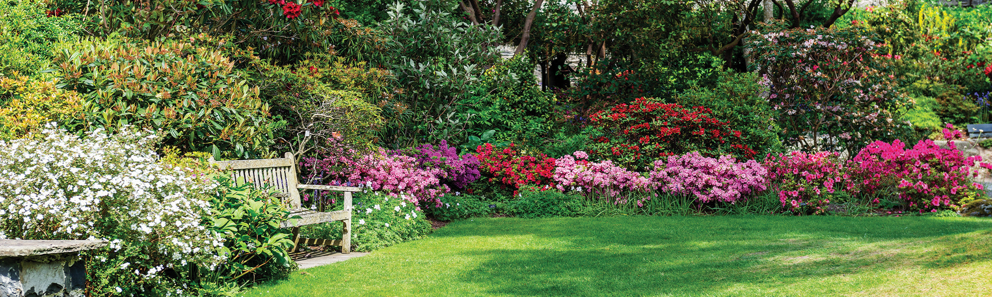 Plantes pour jardin, terrasse et balcon | Willemse
