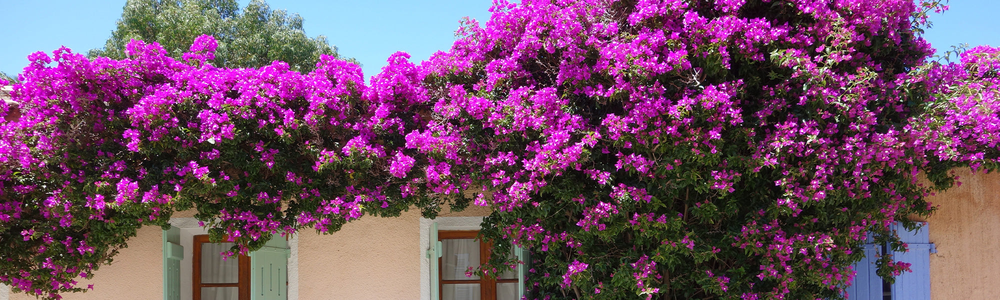 Bougainvilliers en pot ou en faade ensoleille | Willemse