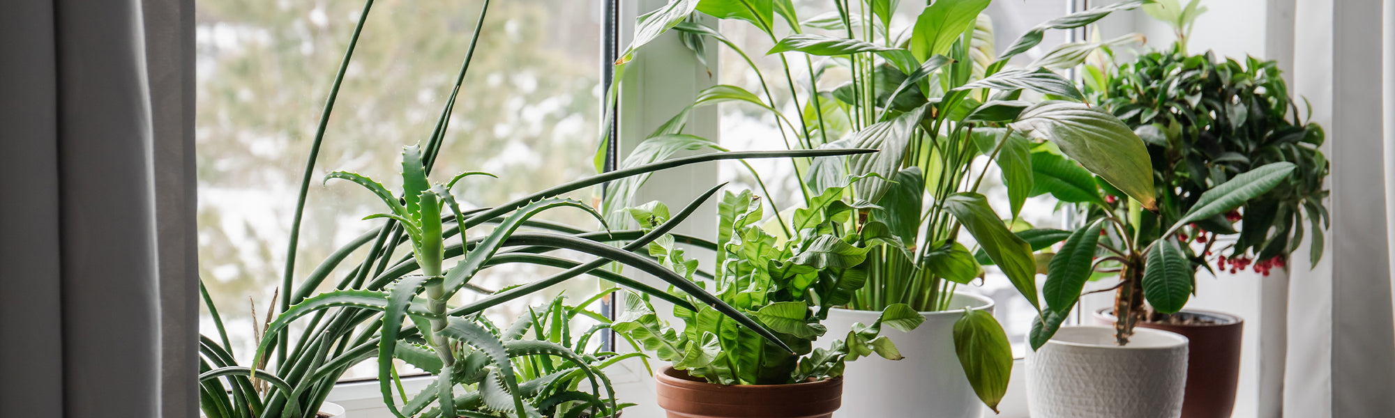 Aménager mon intérieur avec des plantes dépolluantes