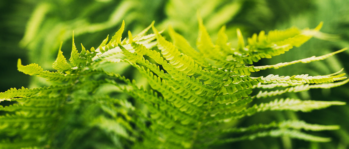 Fougère d'intérieur