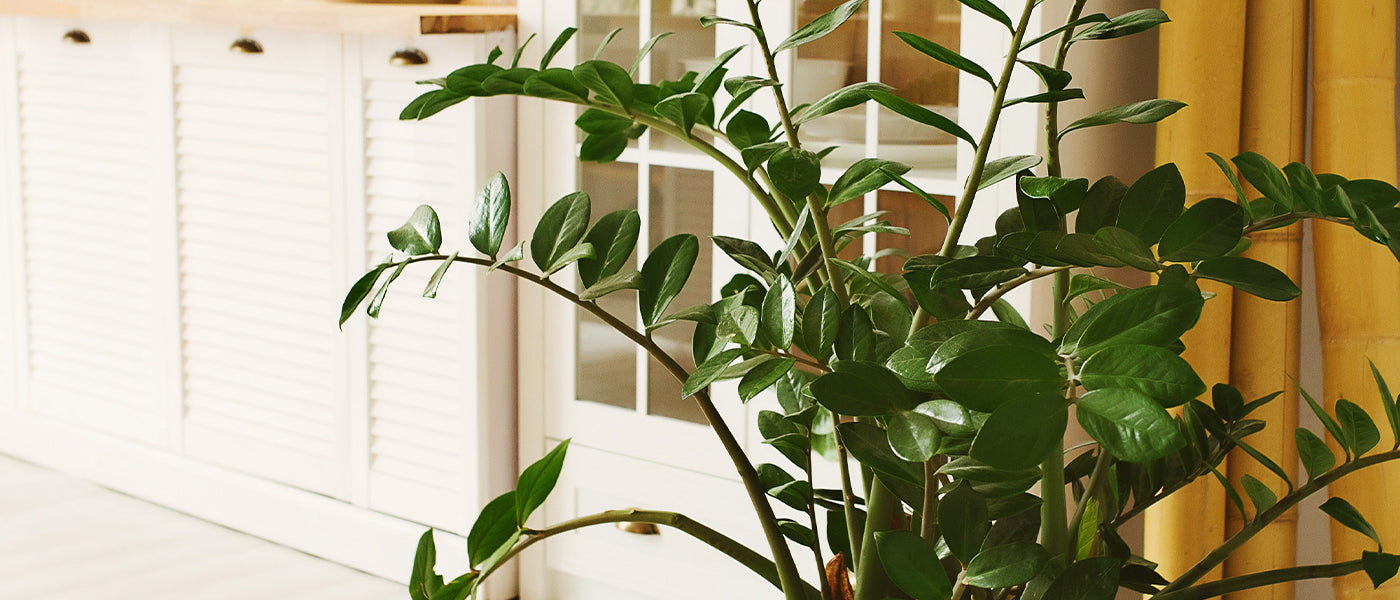 Zamioculcas