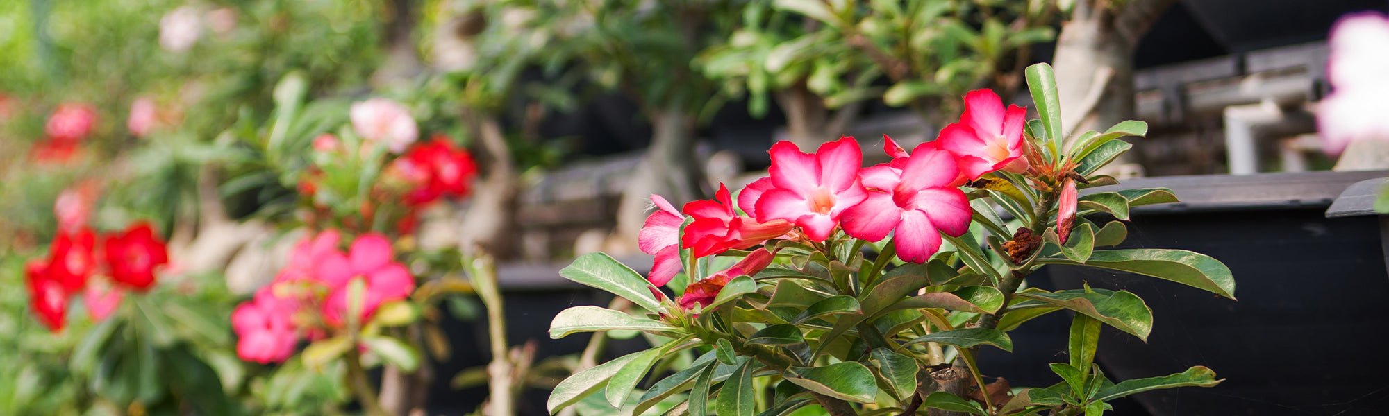 costus plant Costus Plant Flowering/Ornamental Live Plant (Home & Garden) – Hug A Plant main image 1