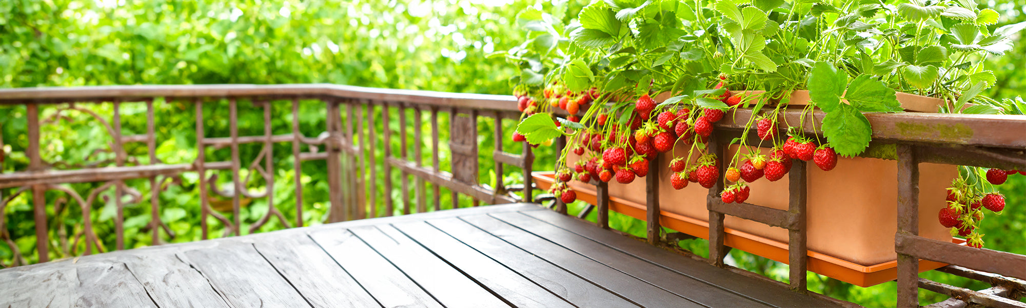 Fruitiers pour balcons et terrasses