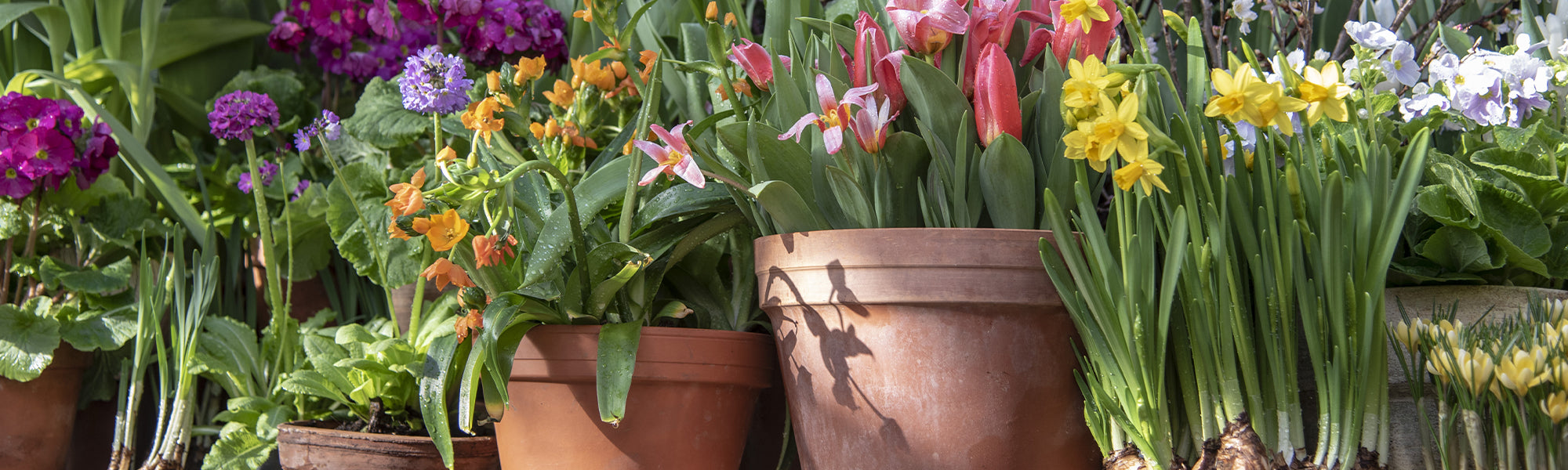 Nettoyer, entretenir et protéger vos outils de jardinage - Promesse de  Fleurs