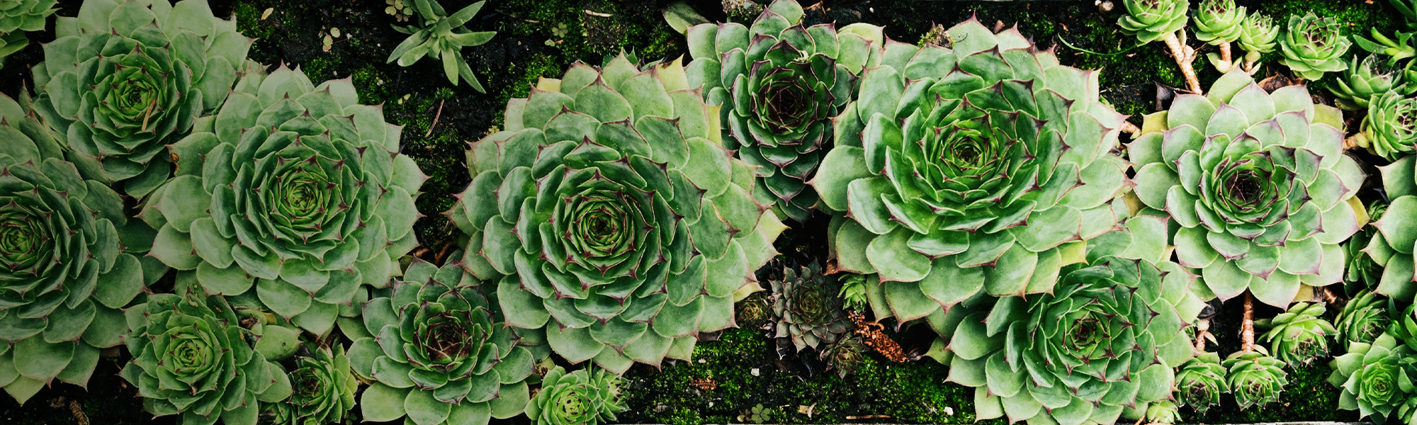 Plantes grasses d'extrieur pour jardin sec | Willemse
