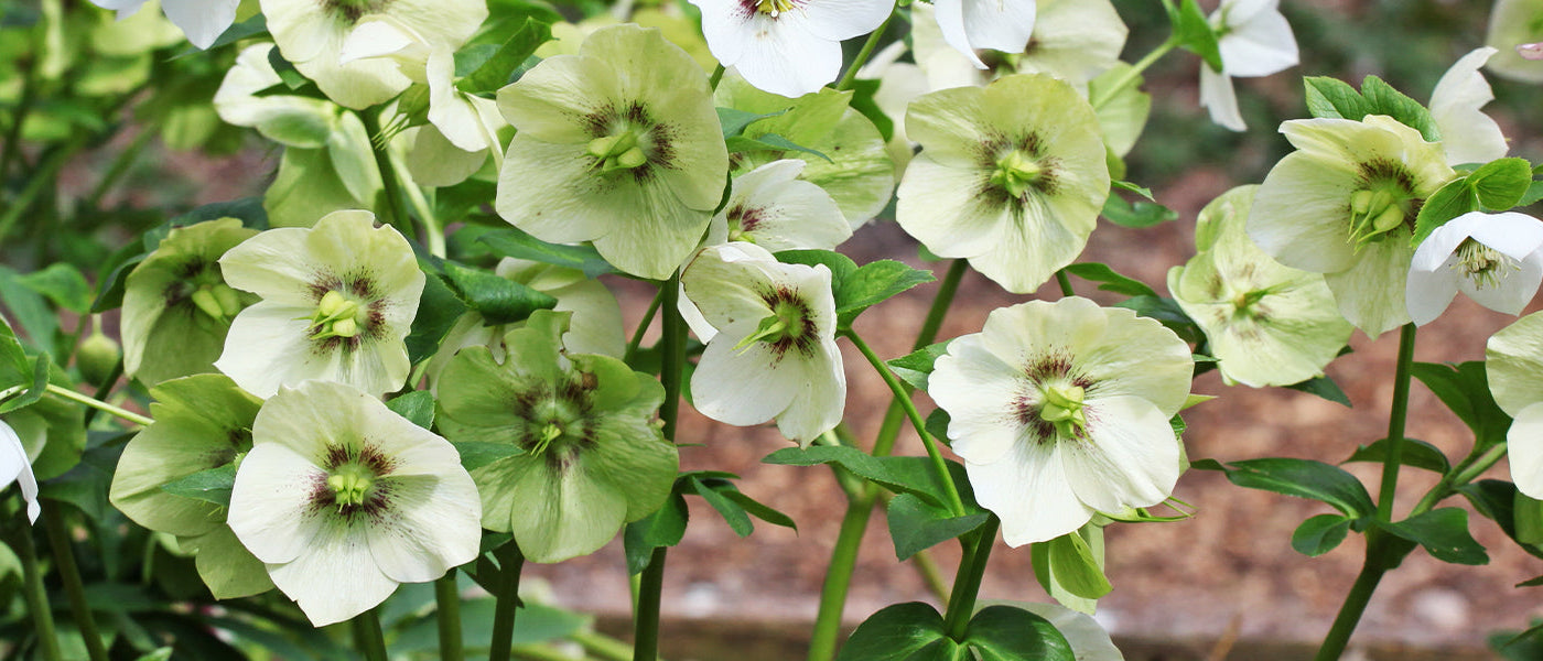 Hellébore vert - Helleborus viridis