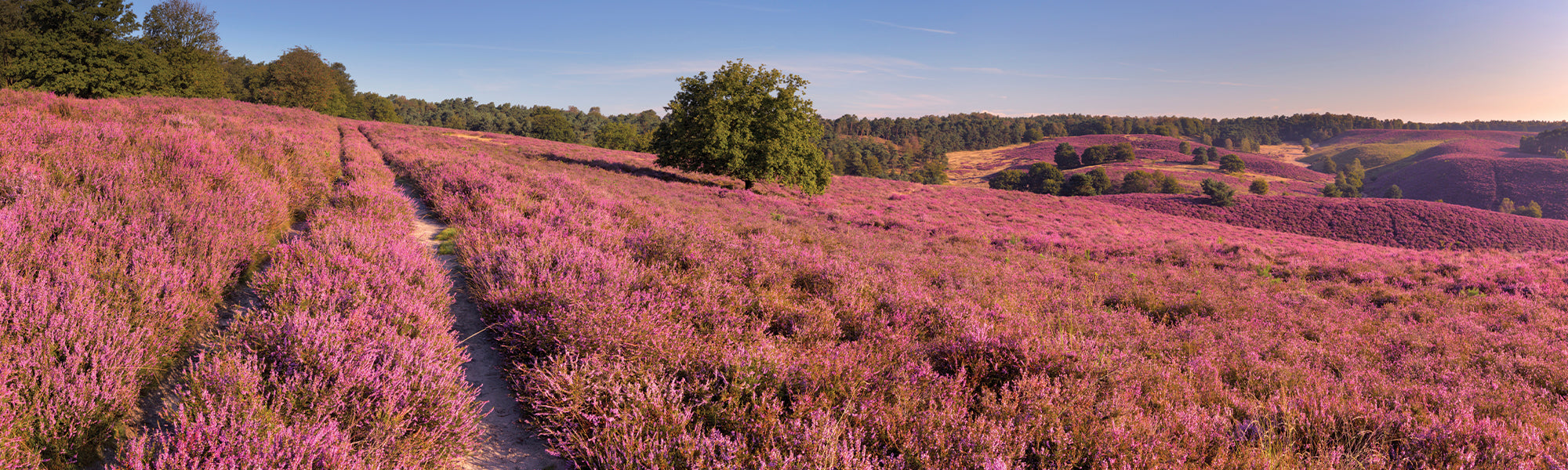 Bruyres pour massif, pot et couvre-sol | Willemse