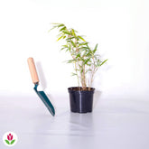 Bambou vert non-traçant - Arundinaria murielae