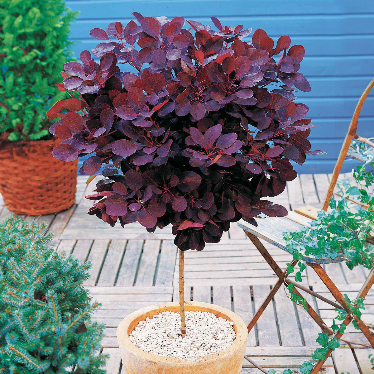 Arbre à perruque pourpre Royal Purple sur tige - Cotinus coggygria royal purple - Willemse