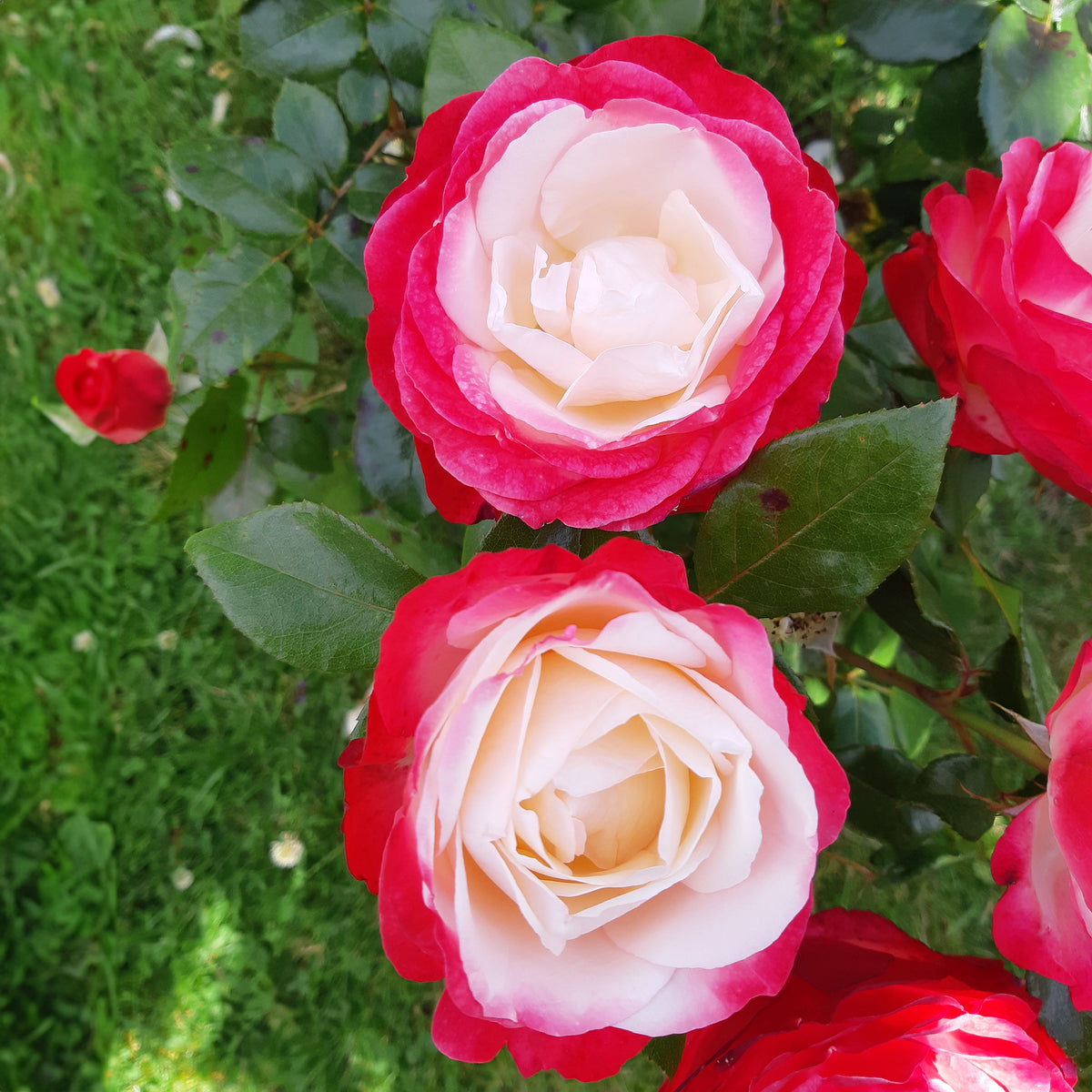 Collection de 3 Rosiers sans entretien - Rosa doris tysterman, nostalgie, barkarole - Willemse