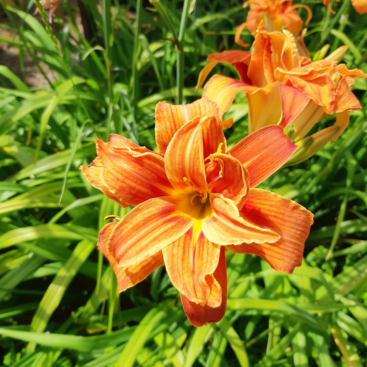 Hémérocalle fauve Flore Pleno - Hemerocallis fulva flore pleno - Willemse