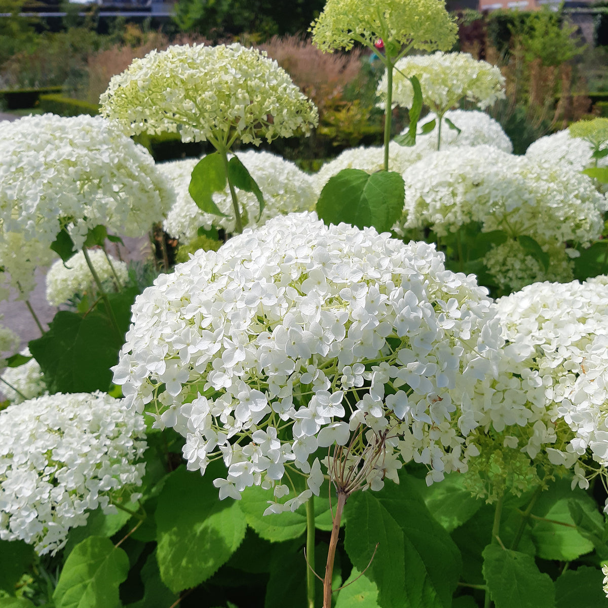 Hortensia Strong Annabelle - Hydrangea arborescens 'strong annabelle' - Willemse