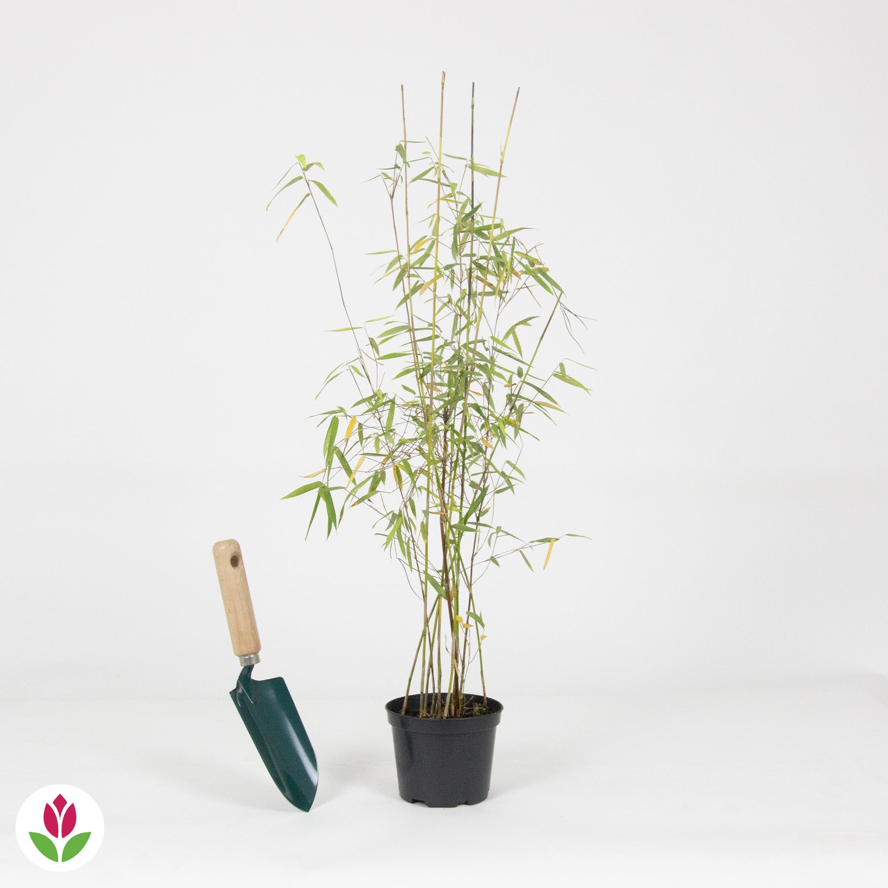 Bambou 'Jiuzhaigou' non-traçant - Fargesia robusta 'jiuzhaigou' - Arbustes