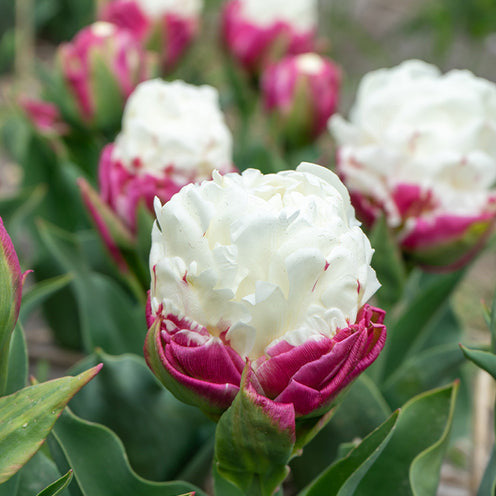7 Tulipes doubles Ice Cream - Tulipa Ice Cream - Willemse