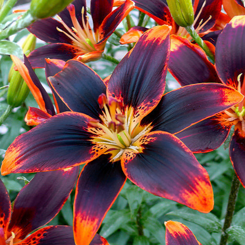 5 Lis asiatique Forever Susan - Lilium Forever Susan - Willemse