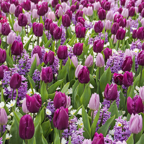 25 Bulbes Tulipes Doubles Blanc & Rose – Collection Hollandaise Rustique Vivace Pour Jardin