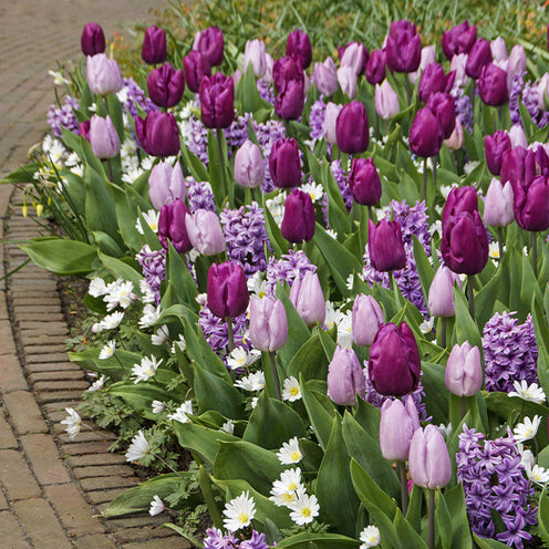 25 Bulbes de fleurs Royal Purple en mélange - Hyacinthus, Tulipa, Anemone - Willemse