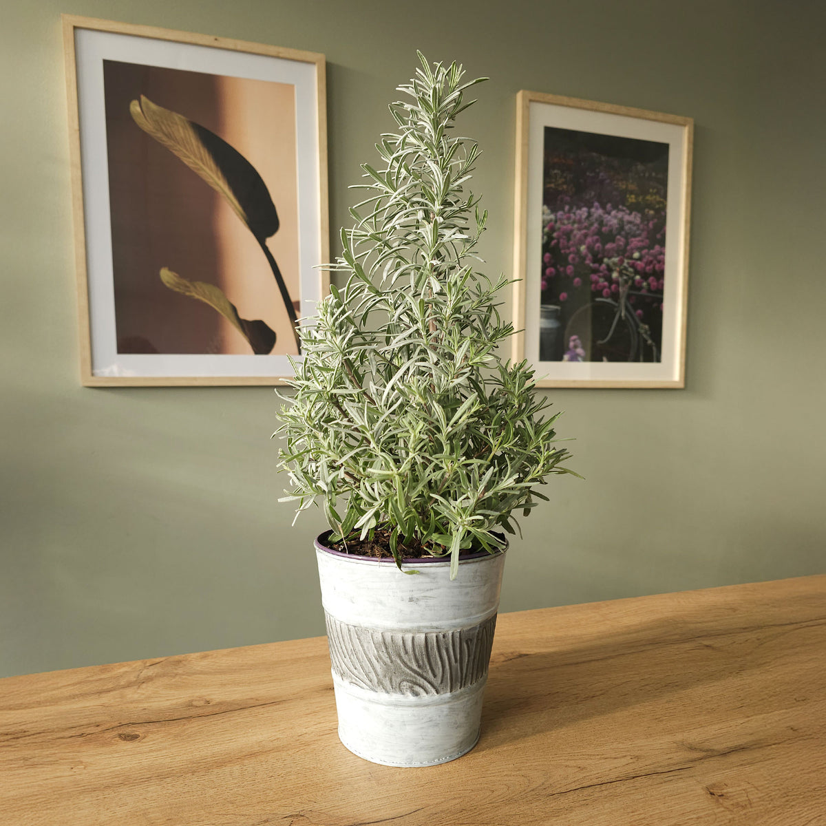 Lavande de Noël - Lavandula angustifolia Christmas Tree - Willemse
