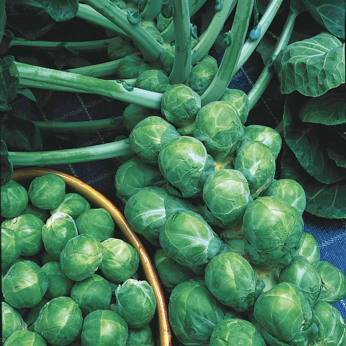 Chou de Bruxelles De Rosny - Brassica oleracea gemmifera de rosny - Potager