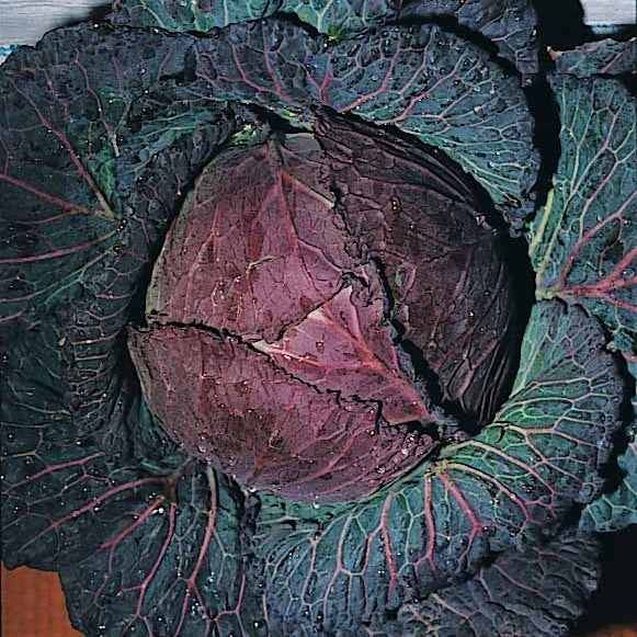 Chou de Milan De Pontoise 3 - Brassica oleracea sabauda de pontoise 3 - Willemse