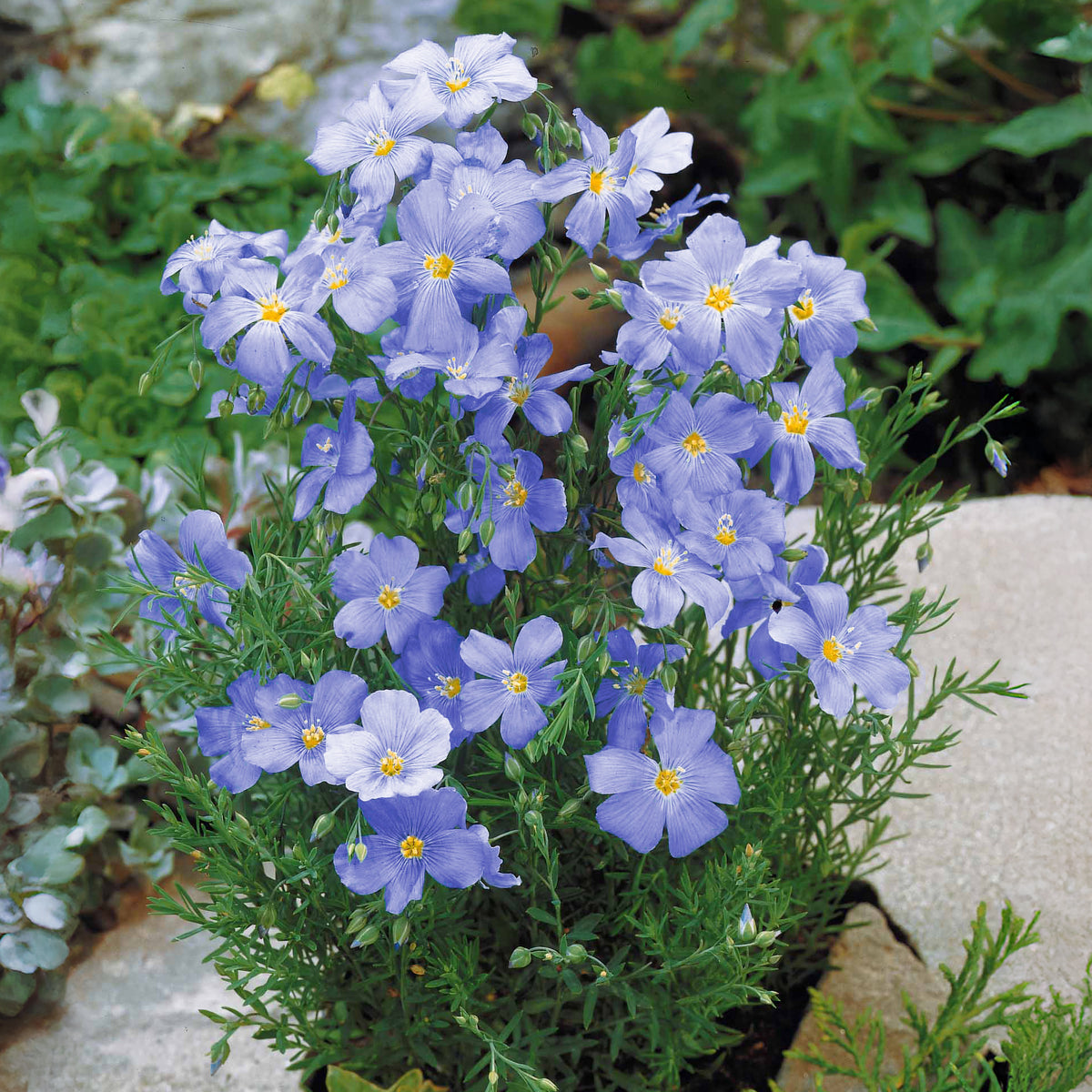 Lin vivace bleu - Linum perenne - Willemse