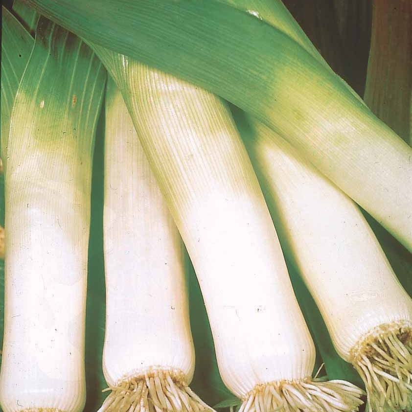 Poireau Long de Nice 2 - Allium porrum long de nice 2 - Willemse
