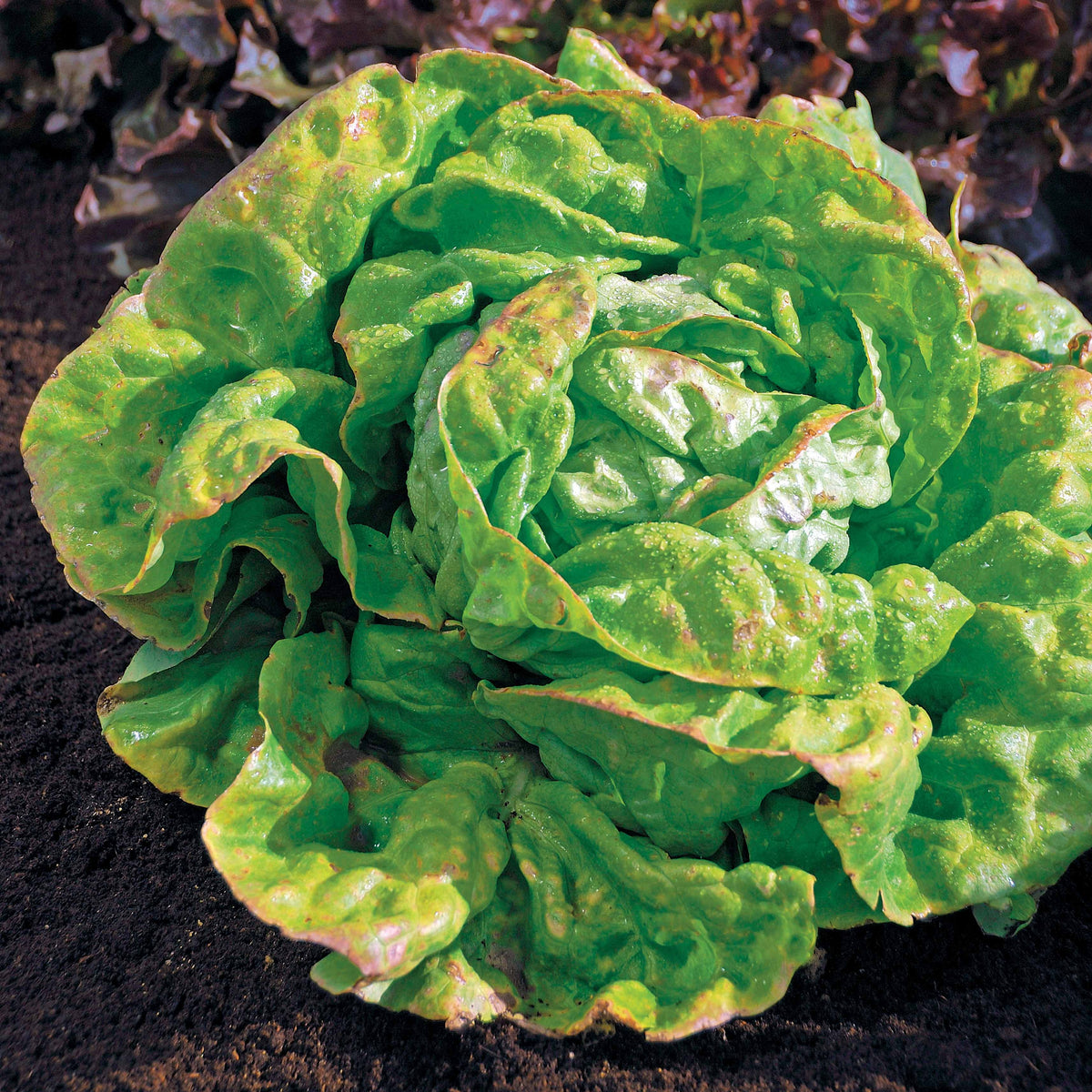 Laitue pommée Reine de Mai Bio - Lactuca sativa reine de mai - Willemse