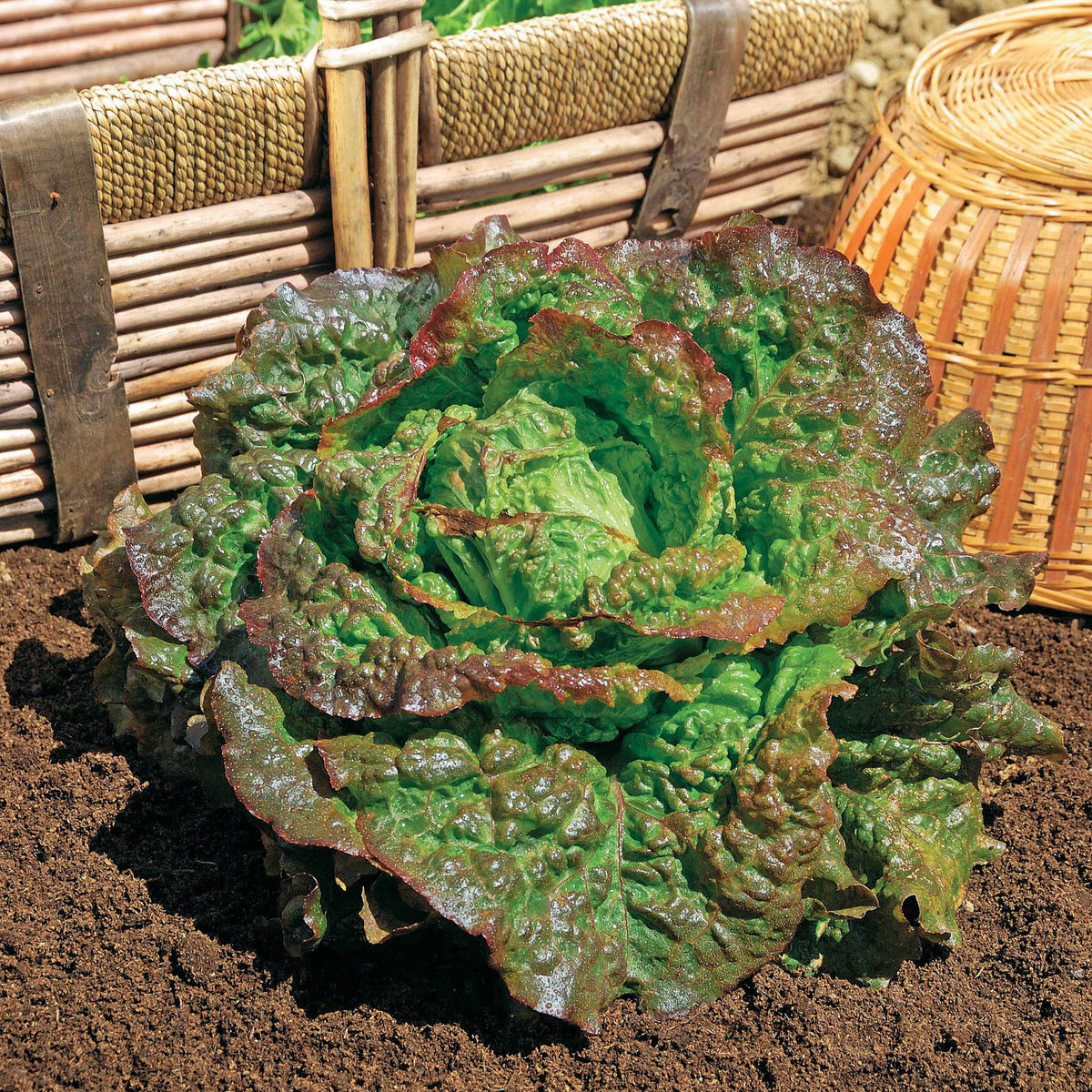 Laitue batavia Rouge Grenobloise - Lactuca sativa capitata rouge grenobloise - Willemse