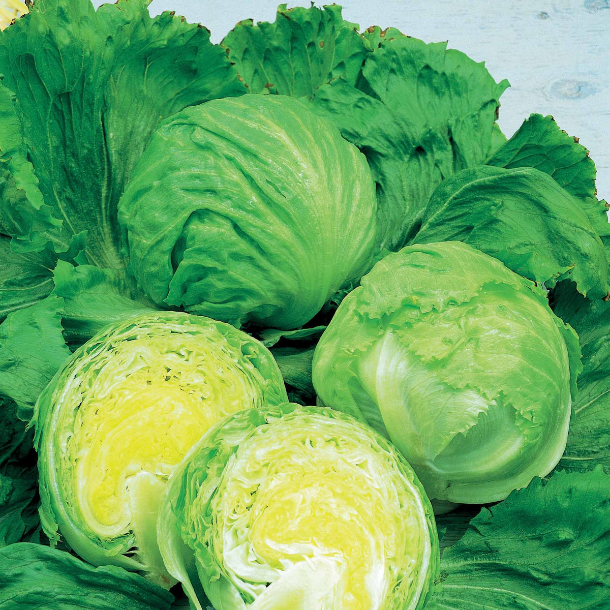 Laitue batavia Barcelona - Lactuca sativa barcelona - Willemse
