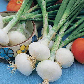 Oignon blanc Hâtif de Paris - Allium cepa hâtif de paris - Graines de fruits et légumes