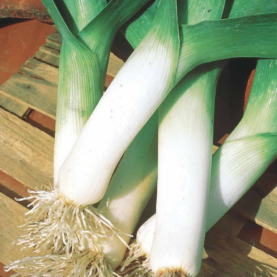 Poireau d'hiver de Saint Victor - Allium porrum d'hiver de saint victor - Willemse