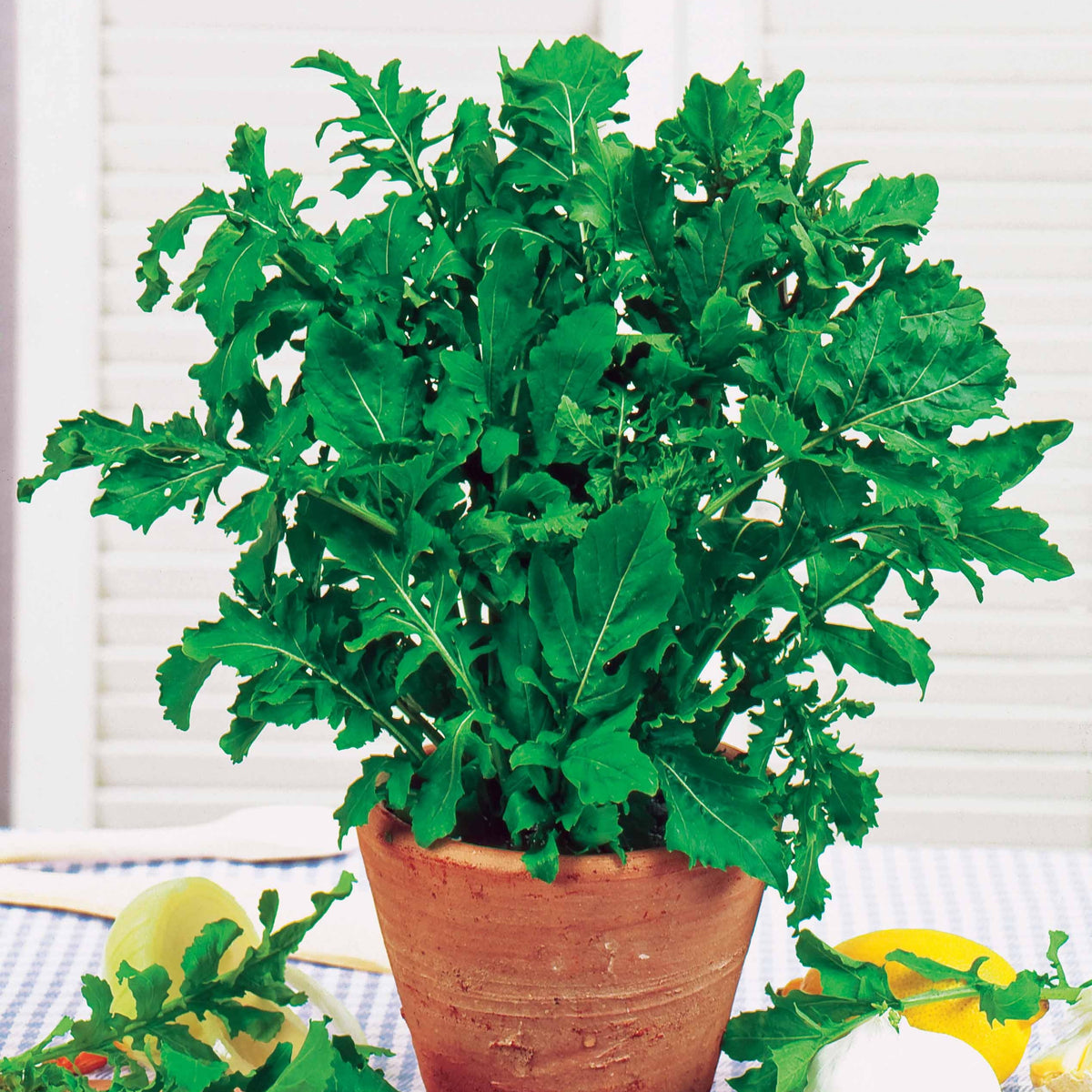 Roquette cultivée - Eruca sativa - Willemse