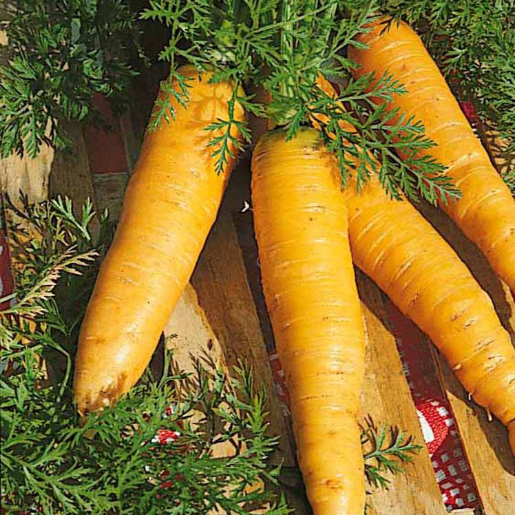 Carotte Jaune de Lobberich - Daucus carota jaune de lobberich jaune du doubs - Potager