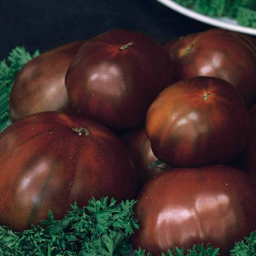 Tomate Noire russe - Solanum lycopersicum noire russe - Potager