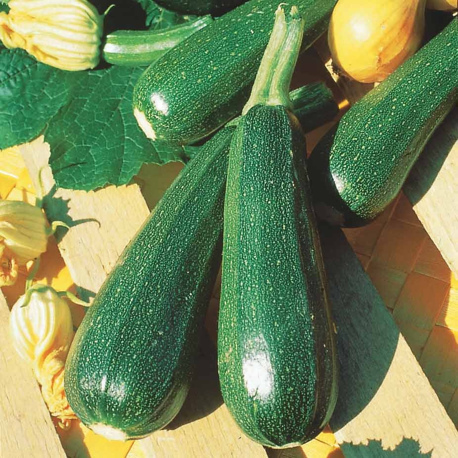 Courgette verte non coureuse des maraîchers Bio - Cucurbita pepo verte non coureuse des maraîchers - Willemse