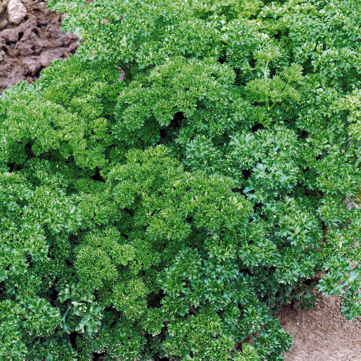 Persil Frisé vert foncé - Petroselinum crispum frisé vert foncé - Graines de fruits et légumes