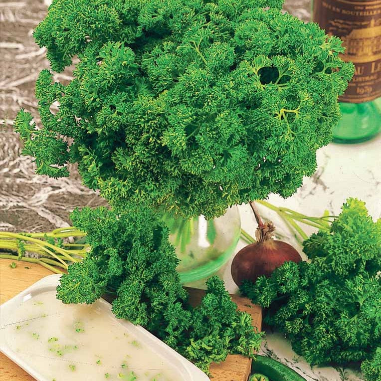 Persil frisé Bravour - Petroselinum crispum bravour - Willemse