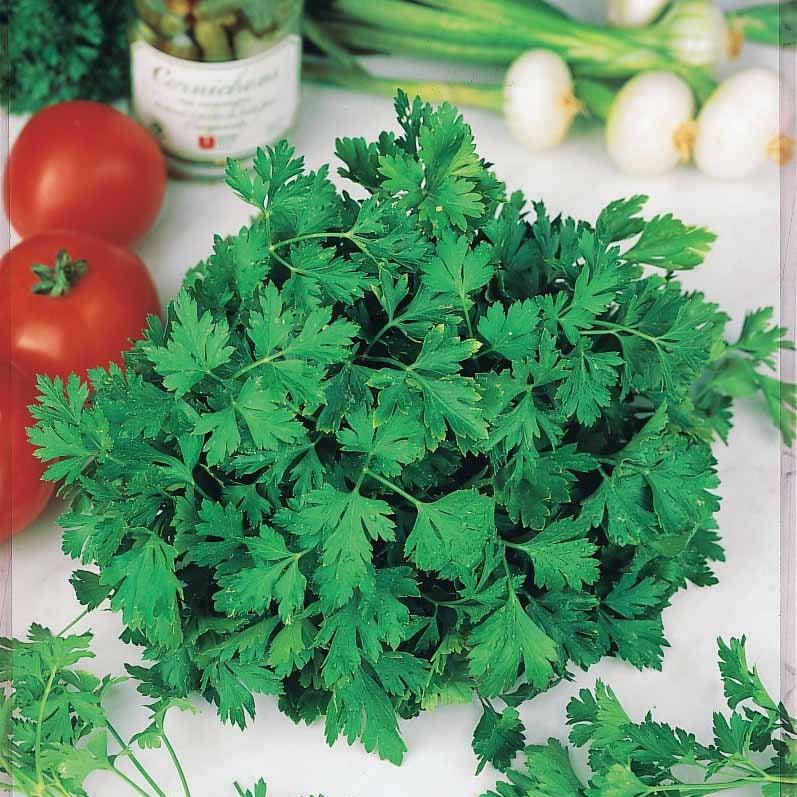 Persil Commun 2 Bio - Petroselinum crispum commun 2 - Willemse
