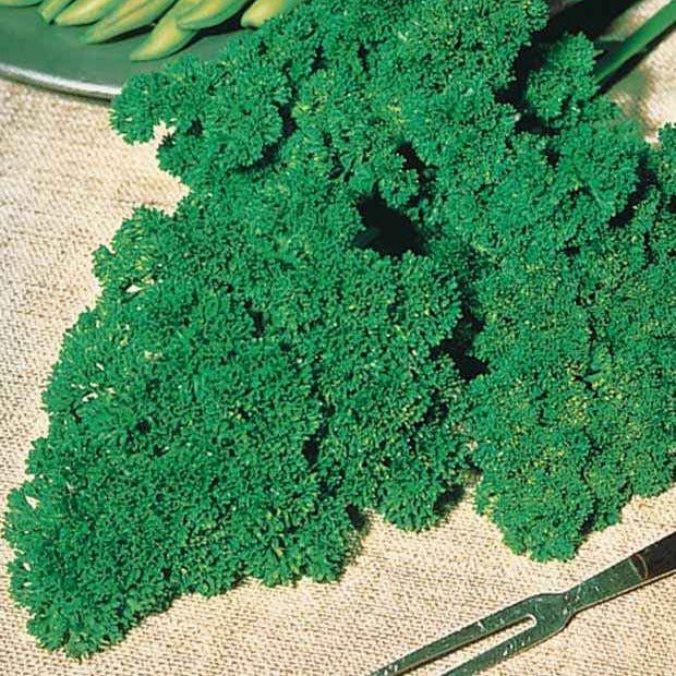 Persil frisé Vert foncé Bio - Petroselinum crispum - Potager