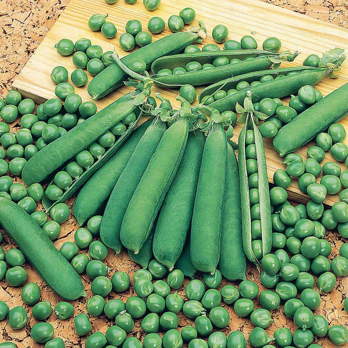 Pois nain ridé Cash - Pisum sativum cash (obt. clause) - Willemse