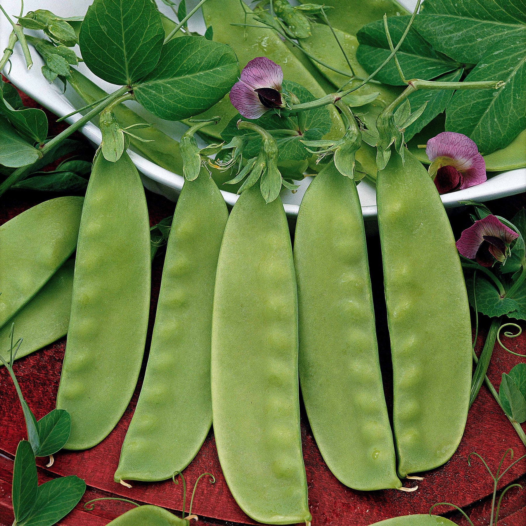 Pois nain mangetout Bamby - Pisum sativum bamby (obt. gautier) - Graines de fruits et légumes