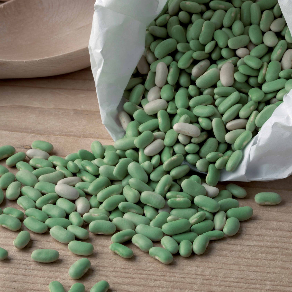 Haricot nain Flageolet Chevrier vert Flagrano - Phaseolus vulgaris chevrier vert flagrano - Willemse