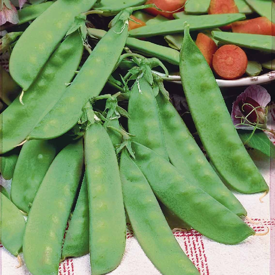 Pois à rames mangetout Corne de Bélier - Pisum sativum corne de bélier - Potager